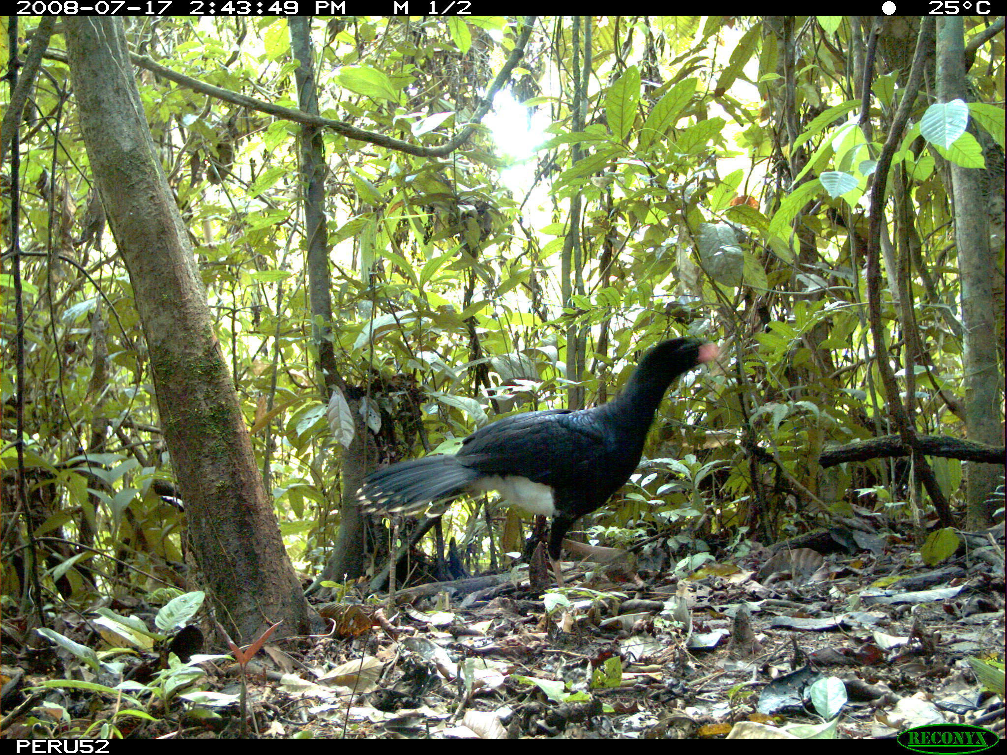 Image of Salvin's Currasow