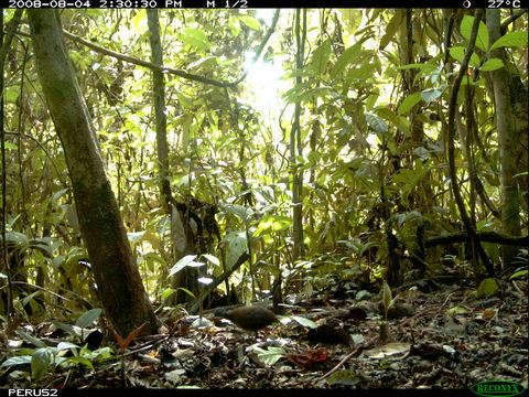 Image of Little Tinamou