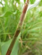 Sivun Persicaria amphibia var. emersa (Michx.) J. C. Hickman kuva