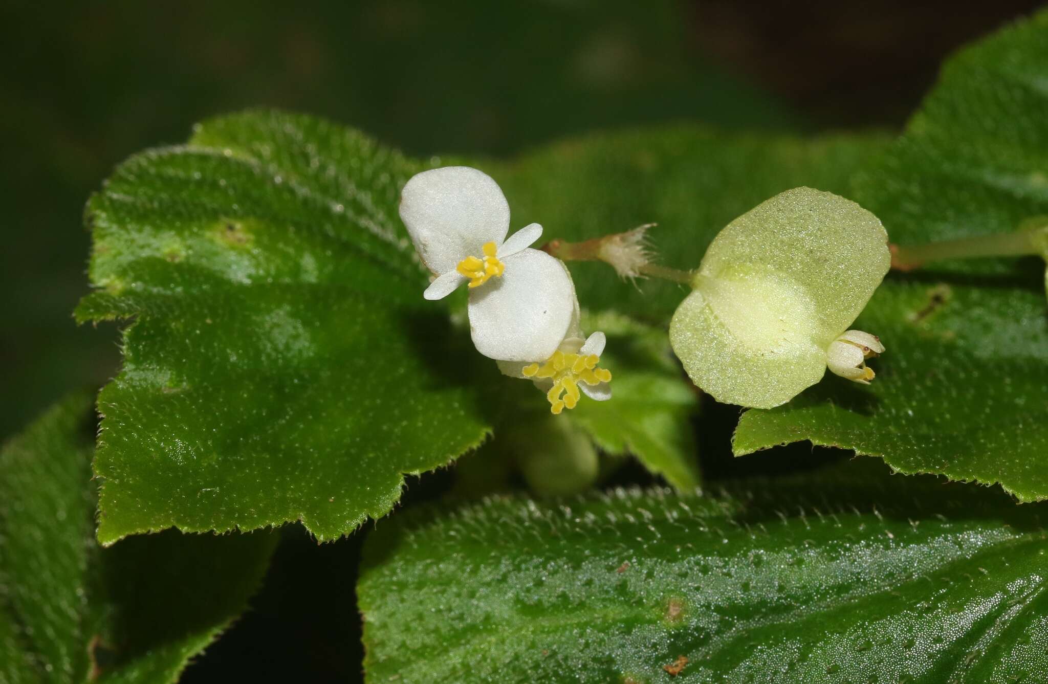 Image of Brazilian Begonia