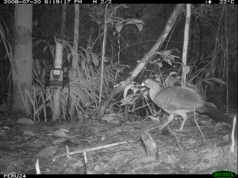 Image of Salvin's Currasow