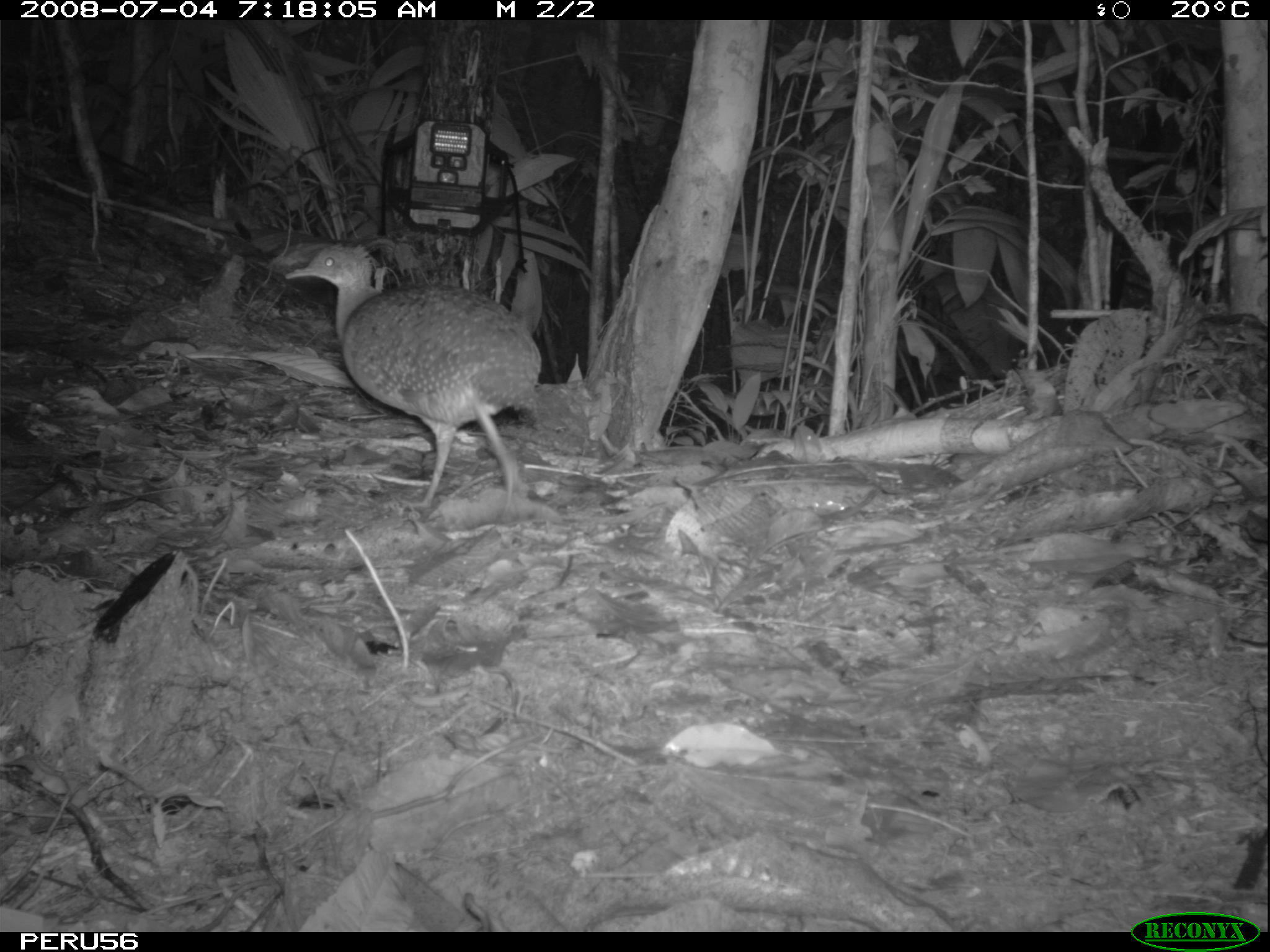 Image of White-throated Tinamou