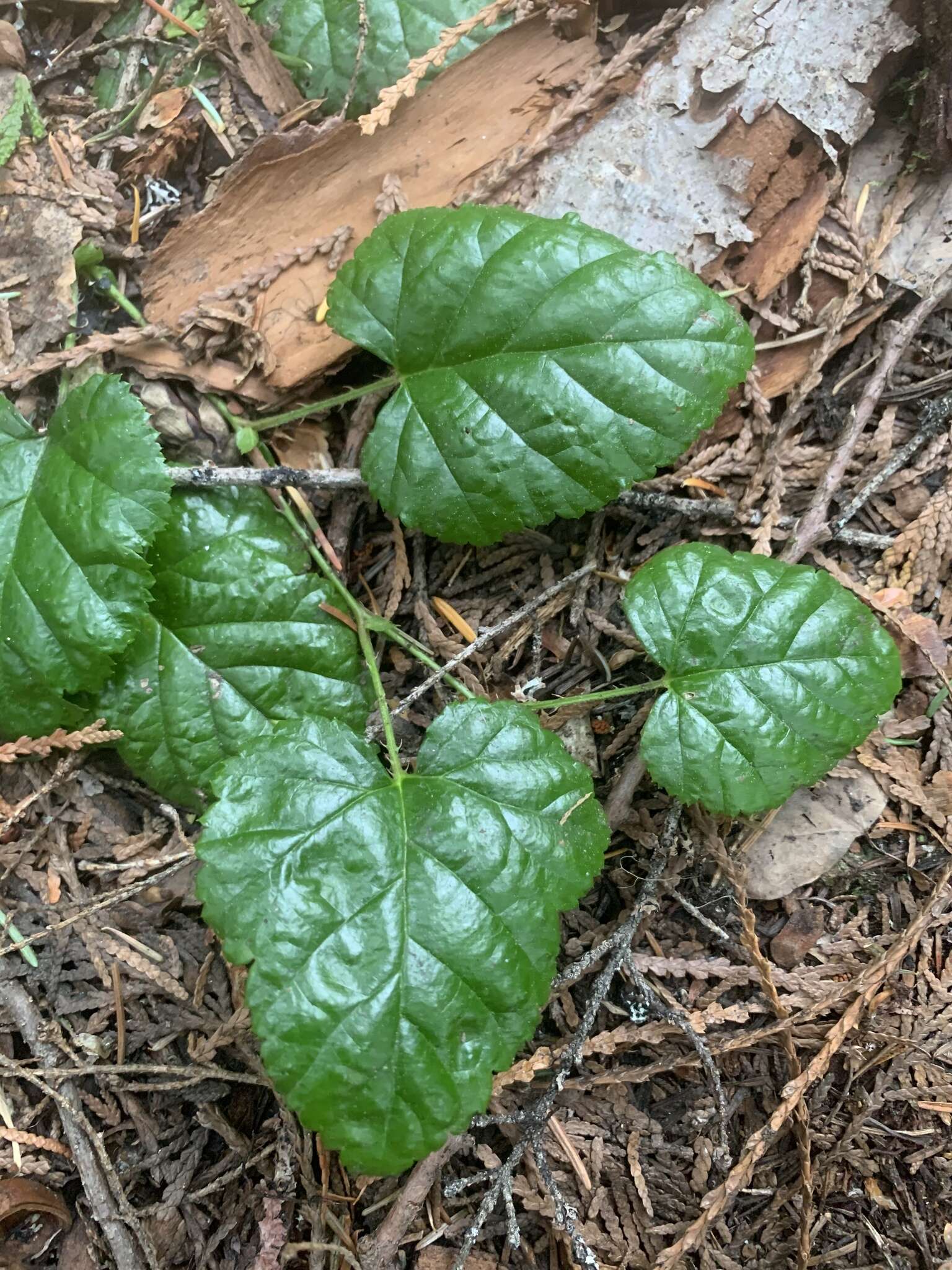 Plancia ëd Rubus nivalis Dougl. ex Hook.