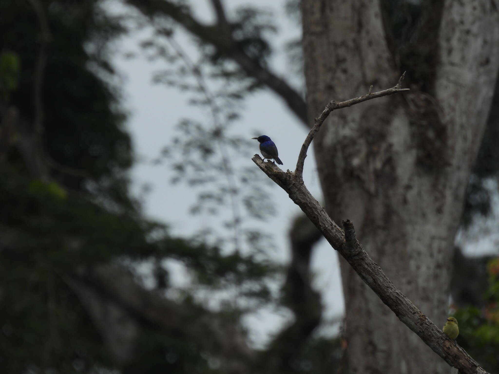 Image of Violet-tailed Sunbird