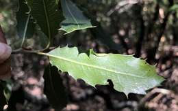 Image of Tamalpais oak