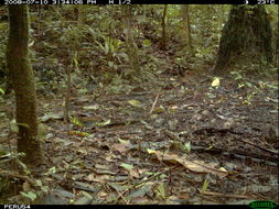 Image of Striated Ant Thrush