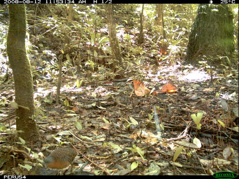 Image of Variegated Tinamou