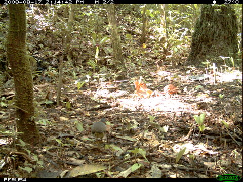 Image of Variegated Tinamou