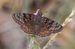 Image de Erynnis meridianus Bell 1927