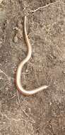 Image of Woodbush Legless Skink