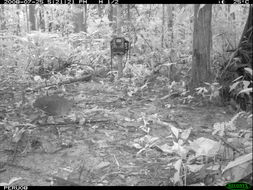 Image of White-throated Tinamou