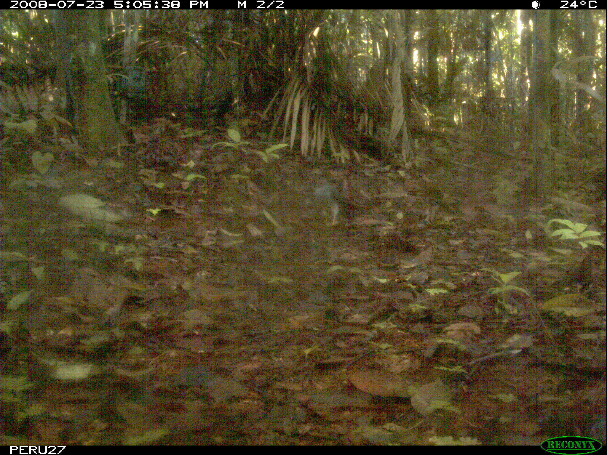 Image of Lined Forest-falcon