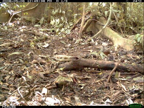 Image of Rufous-capped Antthrush