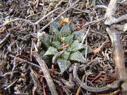 Image of Haworthia maraisii var. maraisii