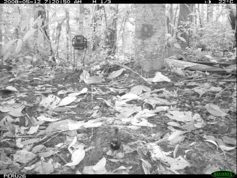 Image of Rufous-capped Antthrush