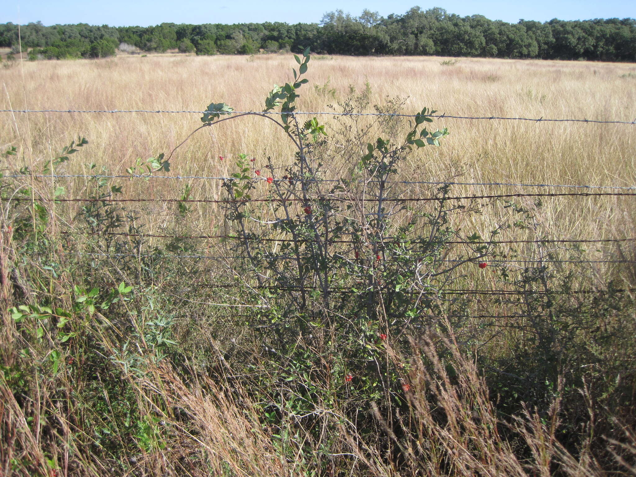 Image of western white honeysuckle