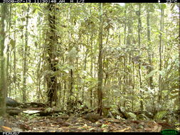 Odontophorus gujanensis (Gmelin & JF 1789) resmi