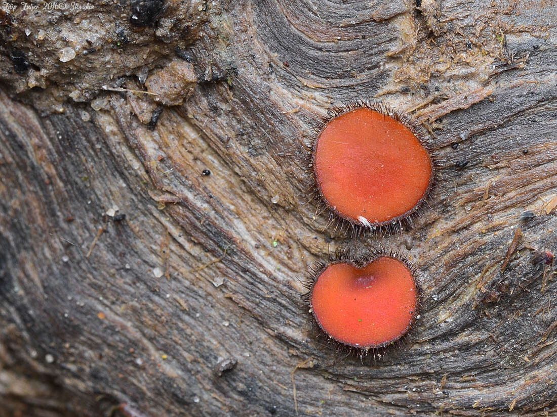 Image of Scutellinia crinita (Bull.) Lambotte 1887