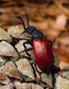 Слика од Tricrania sanguinipennis (Say 1823)