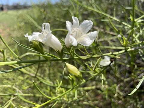 Image of Desert Lignum