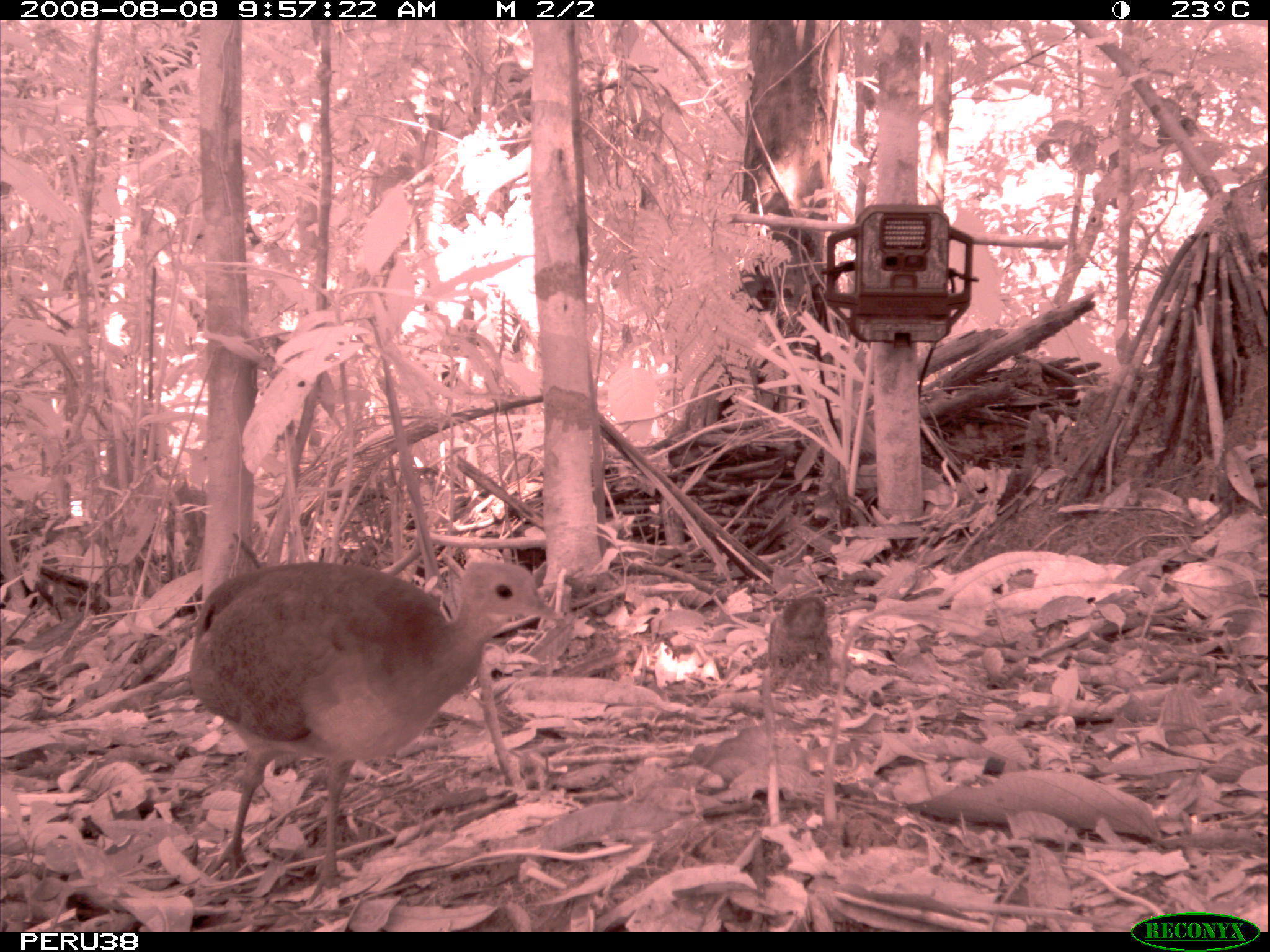 Image of Great Tinamou