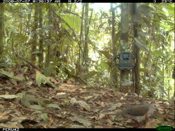 Image of Gray Fronted Dove