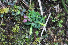 صورة Gentiana flavomaculata var. yuanyanghuensis Chih H. Chen & J. C. Wang