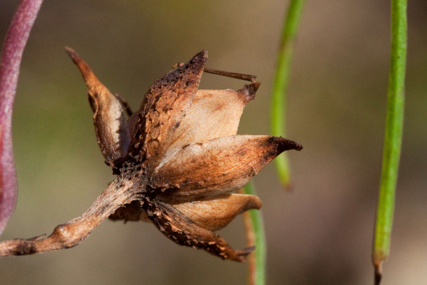 Image of spiderleaf