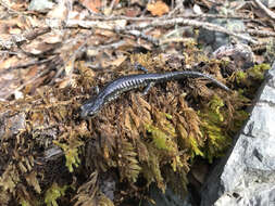 Image of Klamath Black Salamander