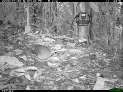 Image of White-throated Tinamou