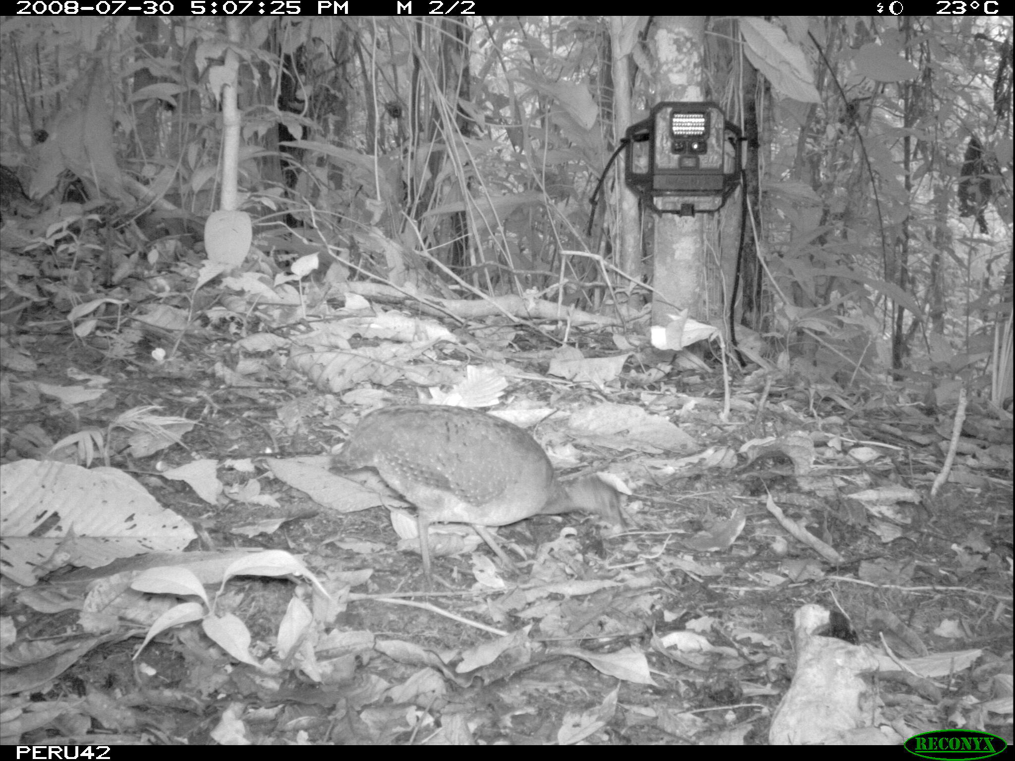 Image of White-throated Tinamou