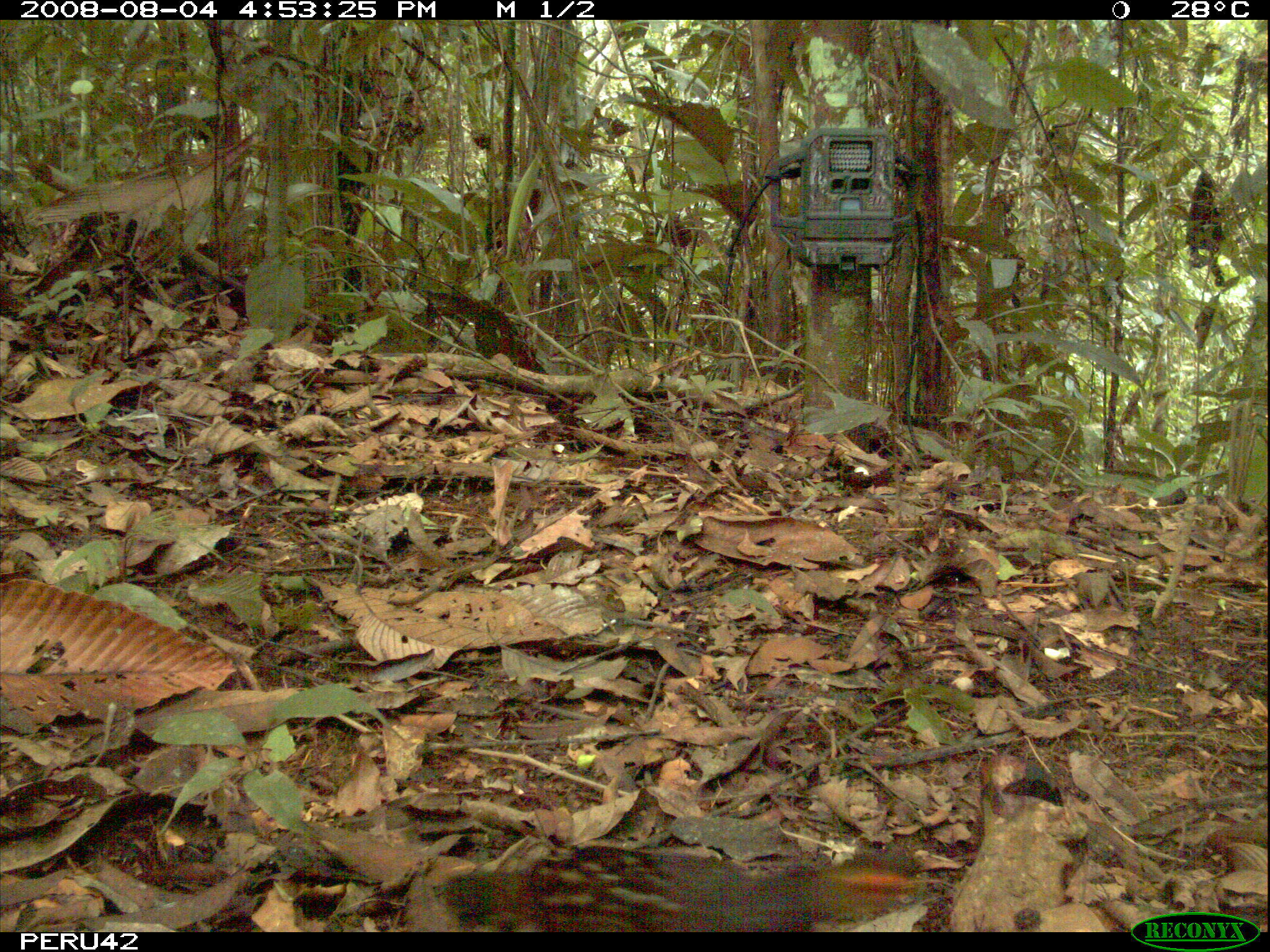 Odontophorus gujanensis (Gmelin & JF 1789) resmi