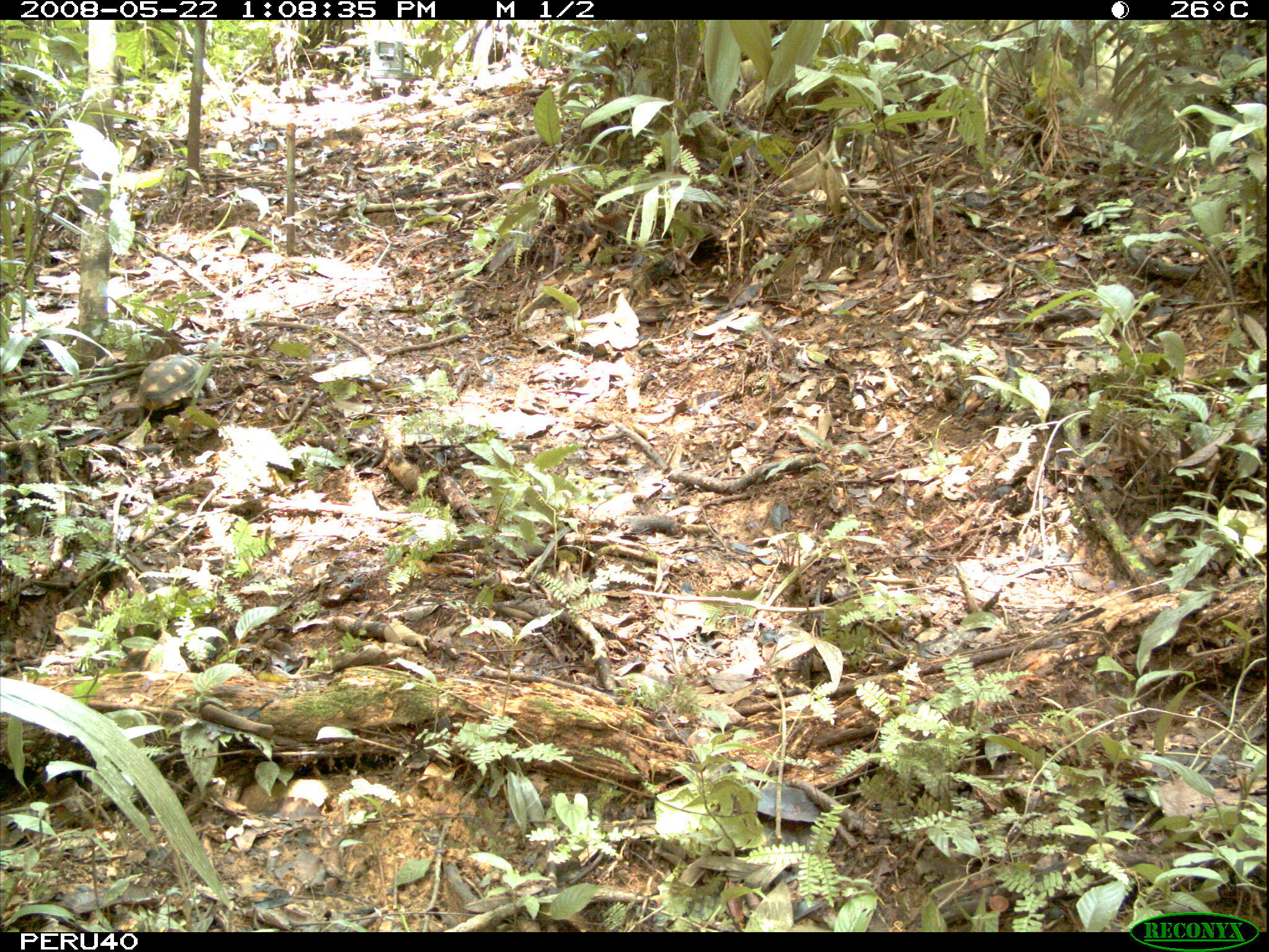 Image of Yellow-footed Tortoise