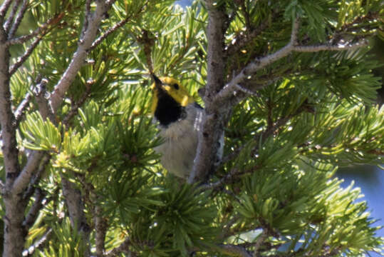 Image of Hermit Warbler