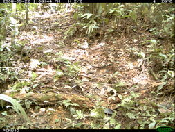 Image of Yellow-footed Tortoise