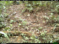 Image of Yellow-footed Tortoise