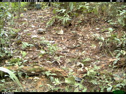 Image of Yellow-footed Tortoise