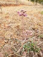 Image of Asclepias fournieri R. E. Woodson