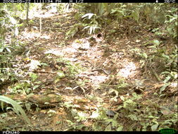 Image of Yellow-footed Tortoise