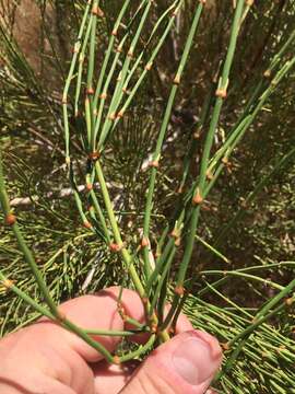 Image of Green Ephedra