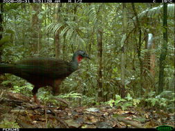 Image of Spix's Guan