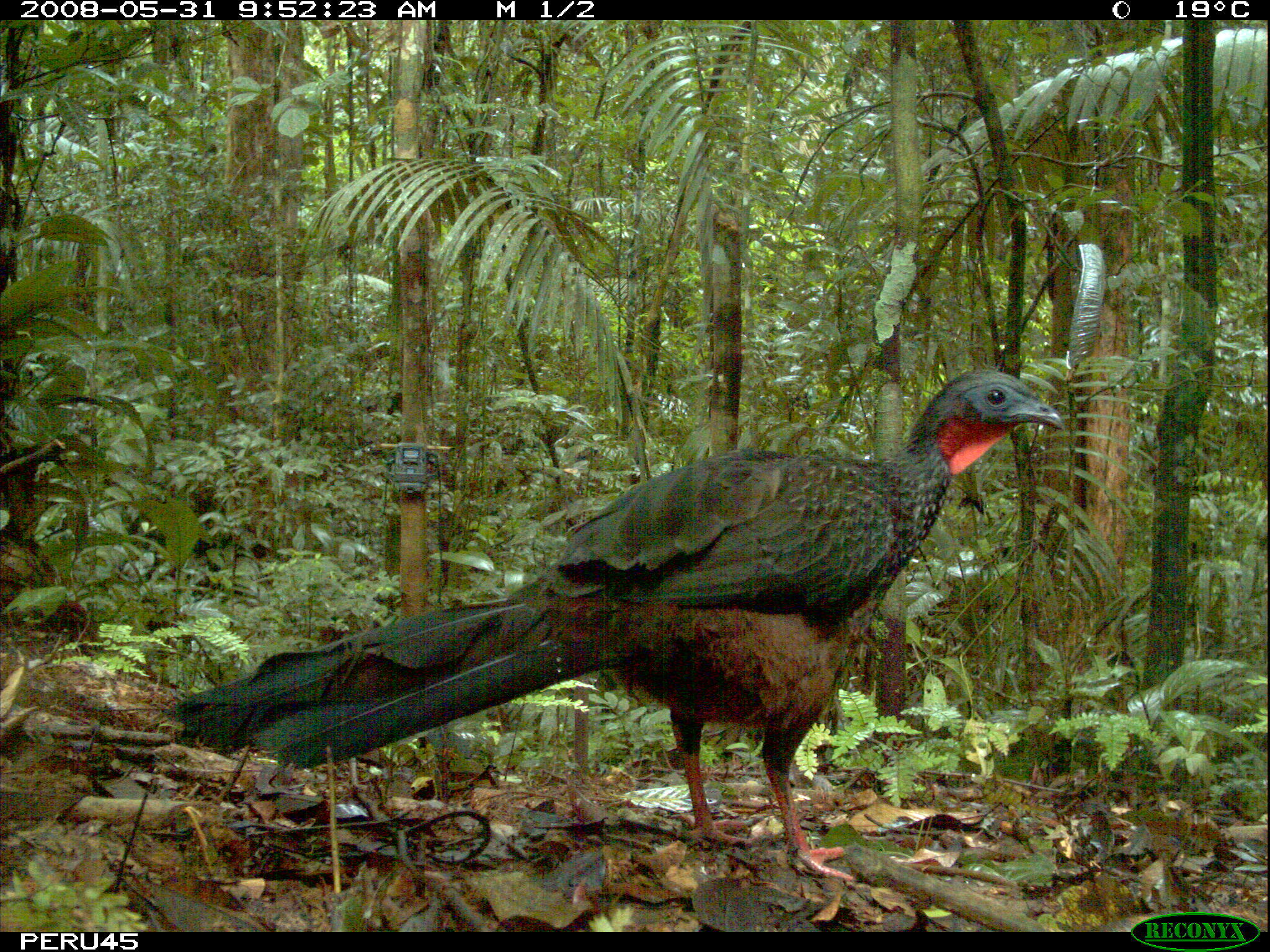 Image of Spix's Guan