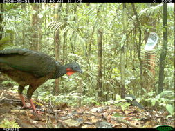 Image of Spix's Guan