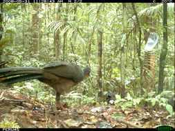 Image of Spix's Guan