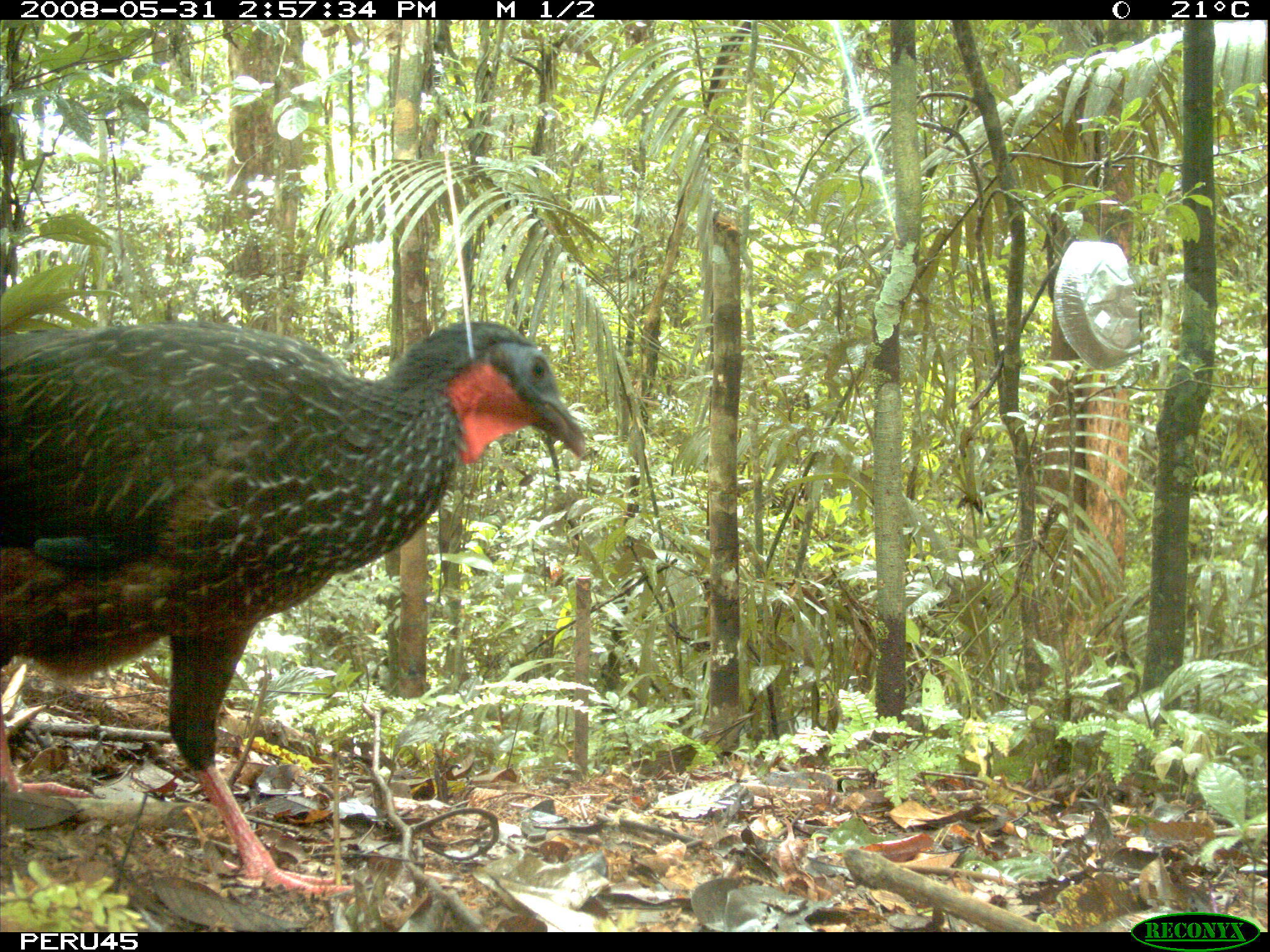 Image of Spix's Guan