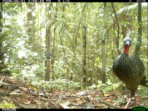 Image of Spix's Guan