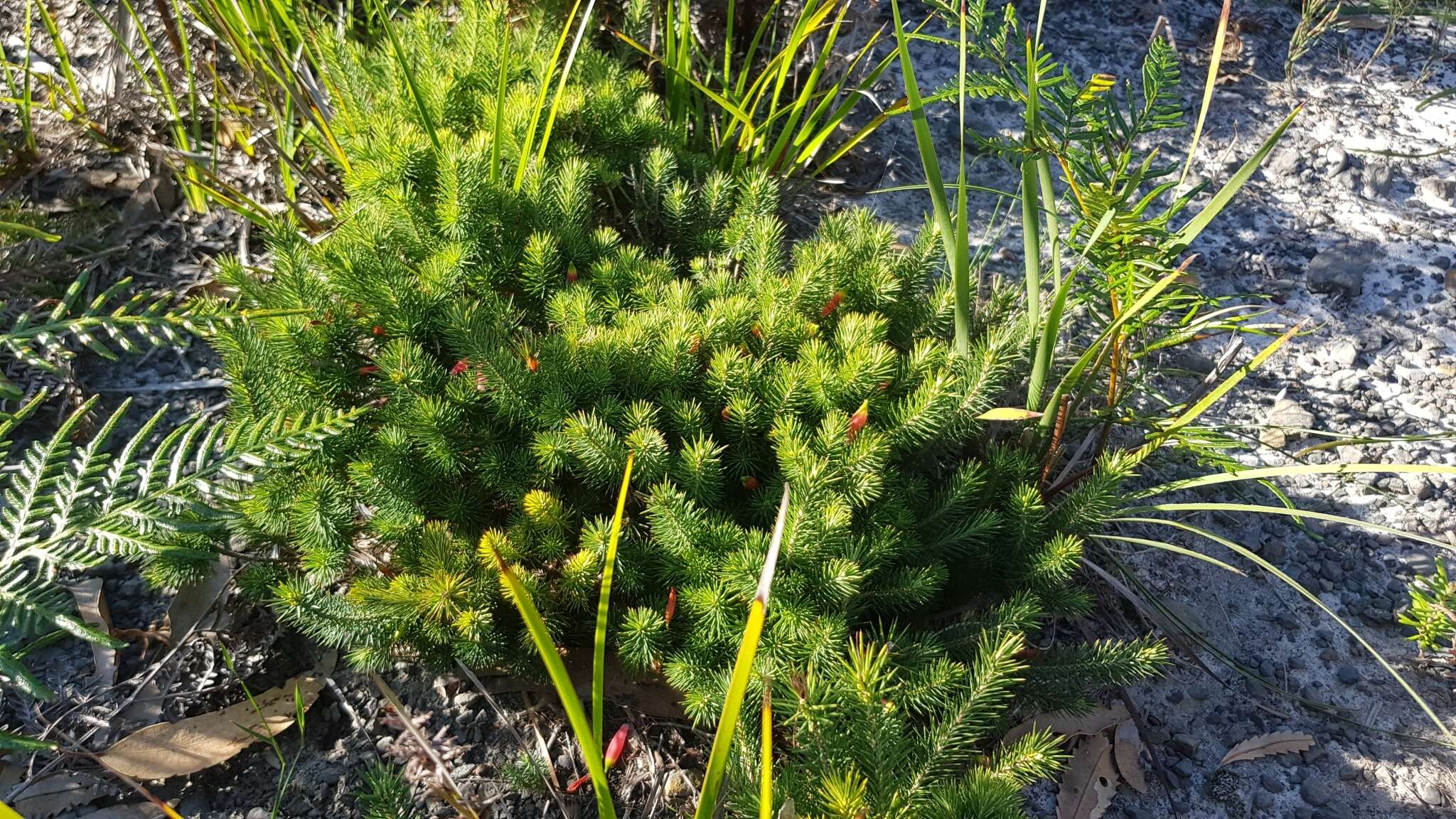 Слика од Astroloma pinifolium (R. Br.) Benth.