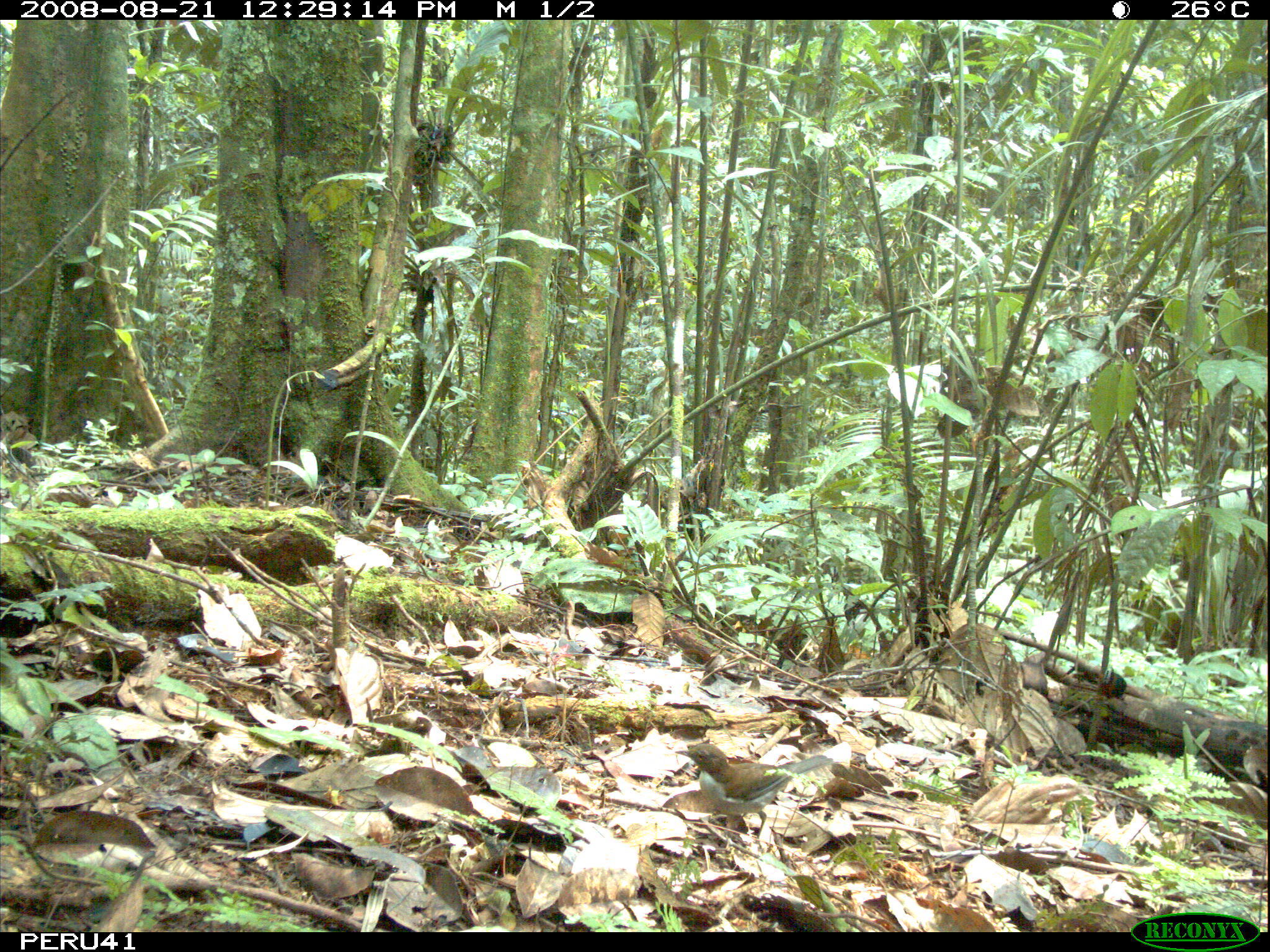 Image of White-plumed Antbird