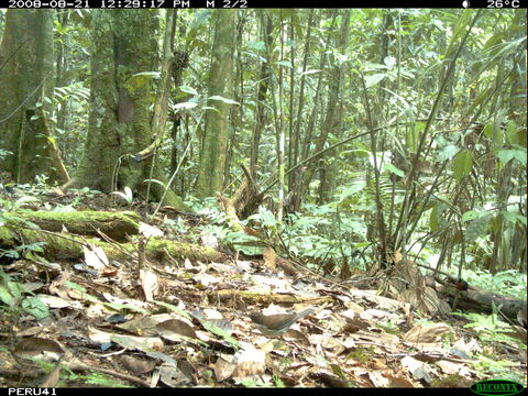 Image of White-plumed Antbird