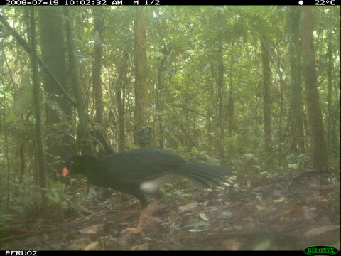 Image of Salvin's Currasow